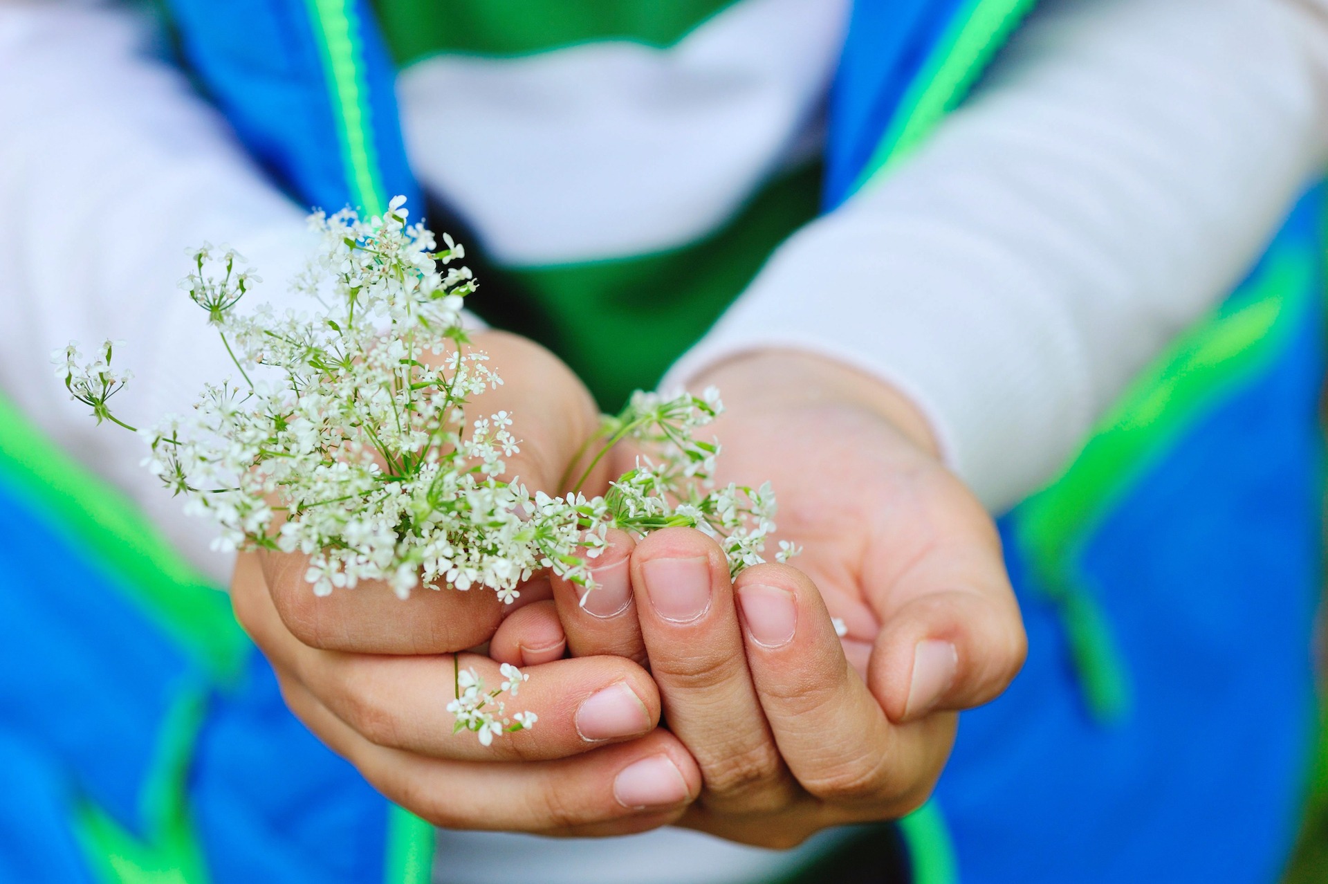 Small white flowers in children's hands